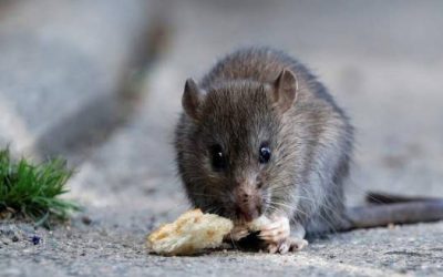 LEPTOSPIROSIS: INFORME Y PREVENCIÓN EN LAGUNA LARGA