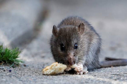 LEPTOSPIROSIS: INFORME Y PREVENCIÓN EN LAGUNA LARGA